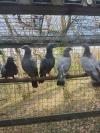 pigeons