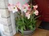 amarilys en fleurs