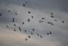 migration 2014