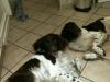 bax