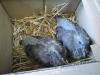 mes petites palombettes