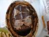 terrine palombe