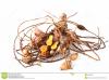 Rhizome