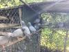 Pigeons Arudy