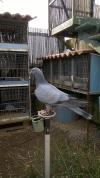 Mes pigeon