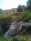 Mes Pigeon