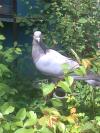 Mes Pigeon