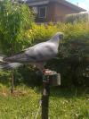 Mes Pigeon