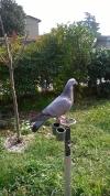 Mes Pigeon