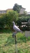 Mes Pigeon