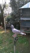 Mes Pigeon