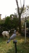 Mes Pigeon