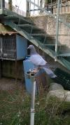 Mes Pigeon