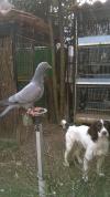 Mes Pigeon