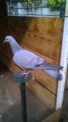 Mes Puigeon