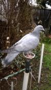 Mes Pigeon