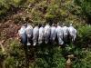 Pigeons