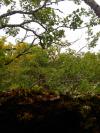 Arbres de pose