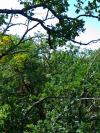 Arbres de pose