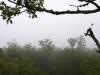 Brouillard..