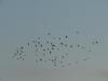 Palombes lotoises
