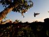 Volants