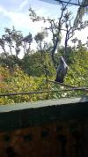 Pigeon volants