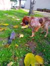 Mon chien