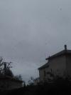 Migration