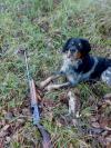 bien mon chien!