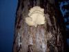 Champignon