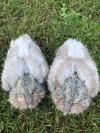 Palombes blanche