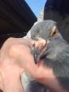 Problème pigeon