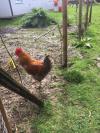 Cocq a vendre