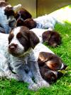 Vends Chiots Griffon Korthals