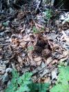 morilles