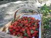 aux fraises !