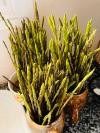 asperges sauvages
