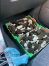 1éres morilles