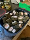 morilles facies
