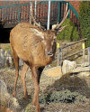 cerf familier