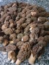 Morilles de montagne