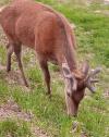 cerf à Eyne