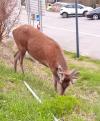 cerf à Eyne