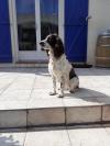 chienne springer