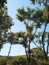 Taille arbre de pose
