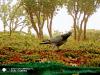Volant