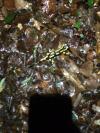 Salamandre