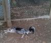 sieste