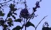 lilas en fleurs